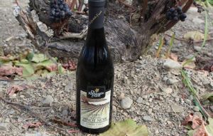 12141678_1054116514620546_5484605222271975046_n